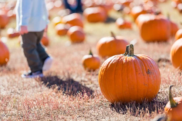 Parche de calabaza —  Fotos de Stock