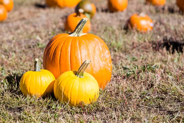 Pompoen patch — Stockfoto