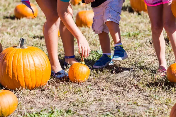 Patch di zucca — Foto Stock