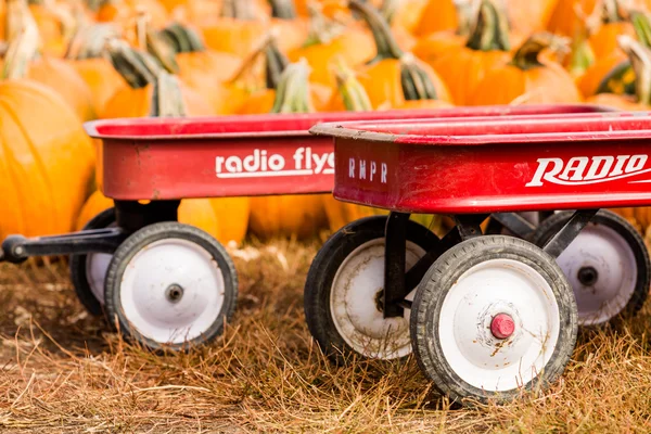 Parche de calabaza —  Fotos de Stock