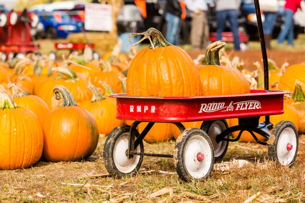 Parche de calabaza —  Fotos de Stock