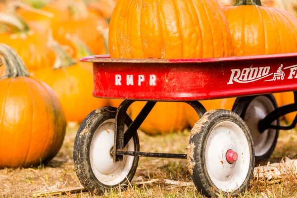 Parche de calabaza —  Fotos de Stock