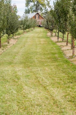 Elma çiftliği, gündüz