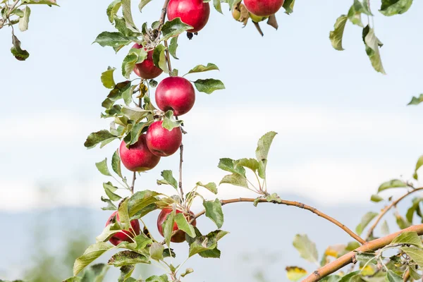 Apple farm — Stock Photo, Image