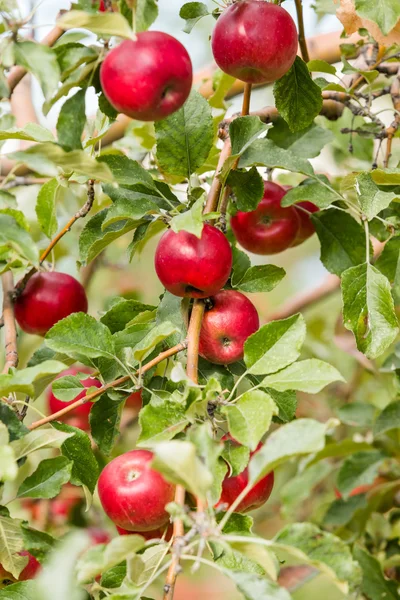 Apple farm — Stock Photo, Image