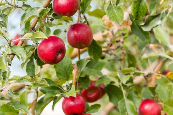 Apple farm — Stock Photo, Image