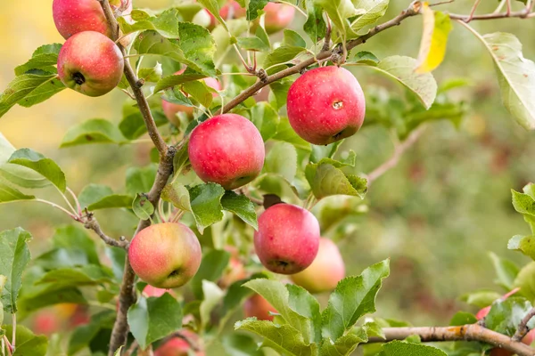 Apple farm — Stock Photo, Image