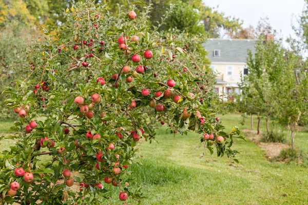 Apple farm — Stock Photo, Image