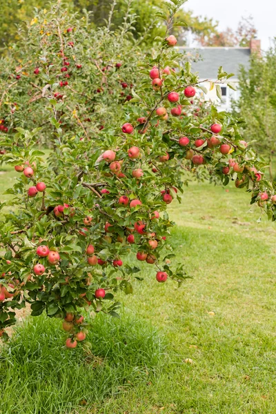 Apple farm — Stock Photo, Image