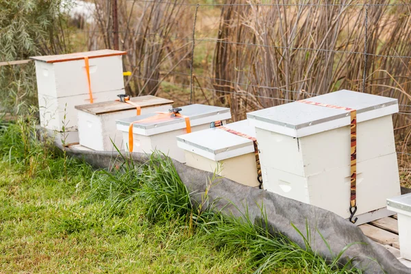 Hives in autumnal apple garden — Stock Photo, Image