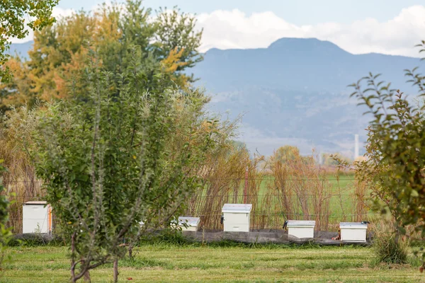 Apple farm, day time — Stock Photo, Image