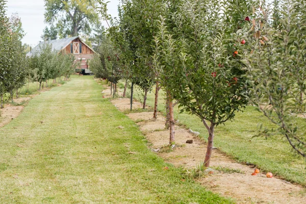 Apple farm, day time — Stock Photo, Image