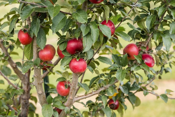 Apple farm — Stock Photo, Image