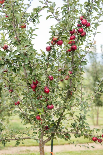 Tree at Apple farm — Stock Photo, Image