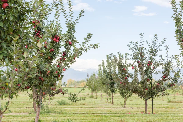 Granja Apple —  Fotos de Stock