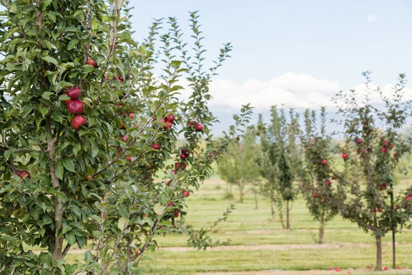 Apple farm — Stock Photo, Image