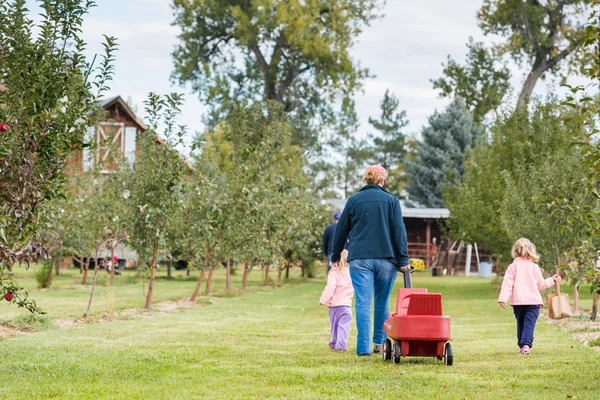 Fazenda de maçã U-pick — Fotografia de Stock