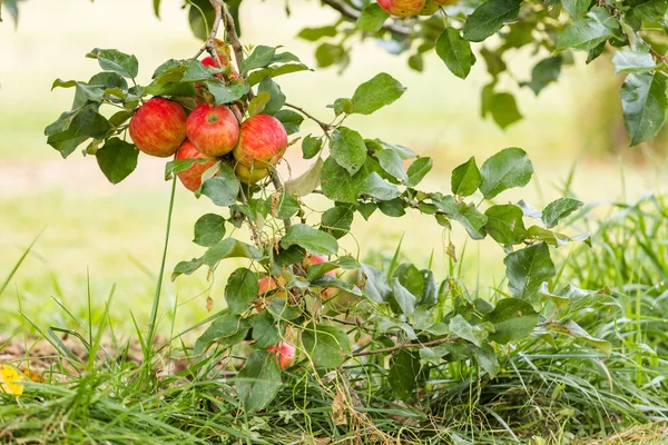 Fattoria di mele — Foto Stock