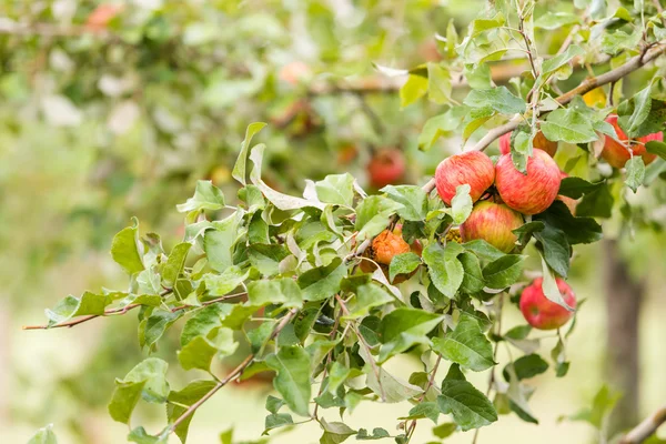 Apple farm — Stock Photo, Image