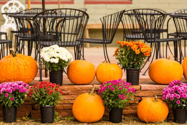 Pumpkin patch — Stock Fotó