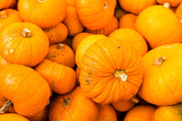 Pumpkin patch — Stock Photo, Image