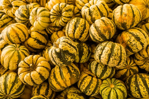 Patch di zucca — Foto Stock