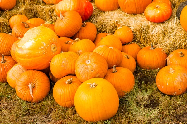 Parche de calabaza —  Fotos de Stock