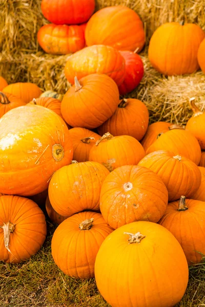 Pumpkin patch — Stockfoto