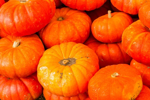 Pumpkin patch — Stock Photo, Image