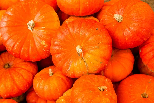 Pumpkin patch — Stock Photo, Image