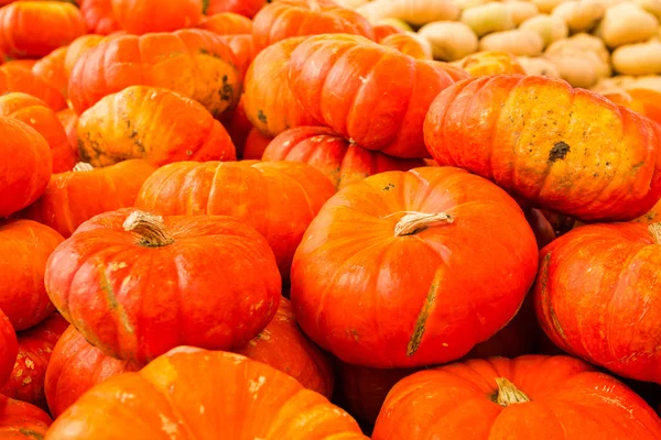 Patch di zucca — Foto Stock