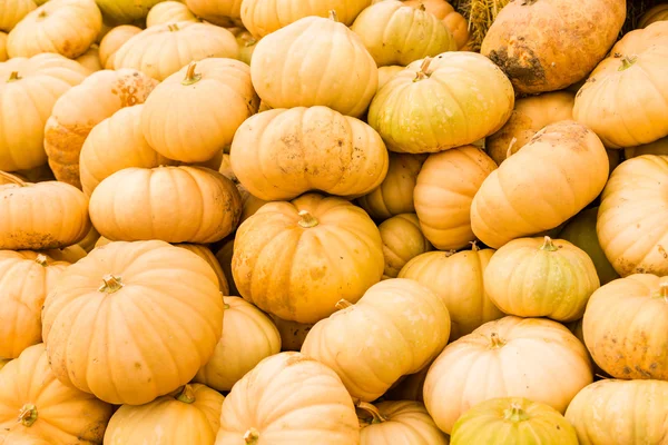 Patch di zucca — Foto Stock