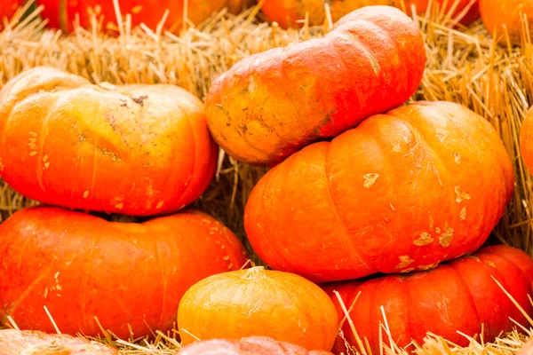 Patch di zucca — Foto Stock