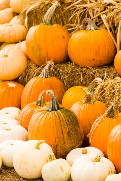 Parche de calabaza —  Fotos de Stock