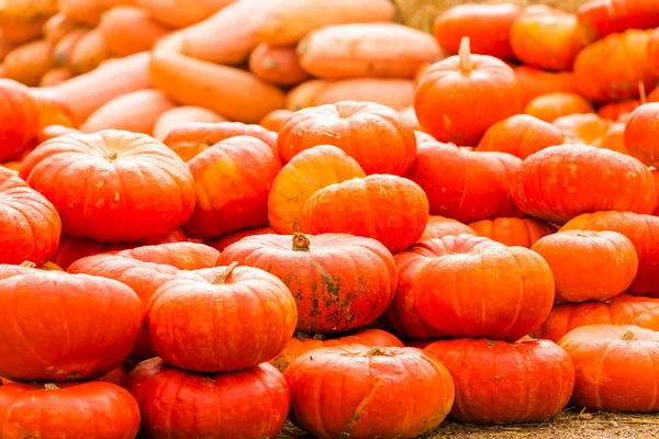 Patch di zucca — Foto Stock