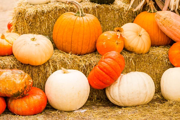 Patch di zucca — Foto Stock