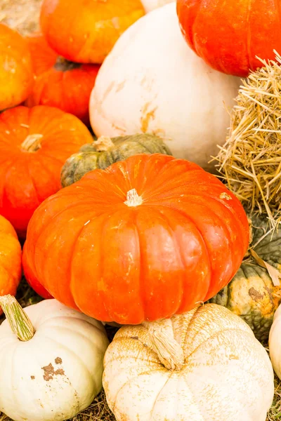 Pumpkin patch — Stock Photo, Image