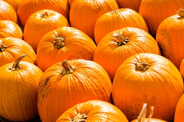 Pumpkin patch — Stock Photo, Image