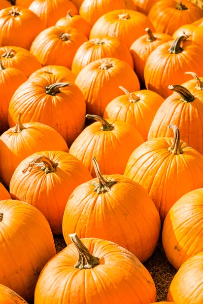 Pumpkin patch — Stockfoto