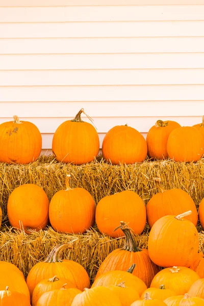 Parche de calabaza — Foto de Stock