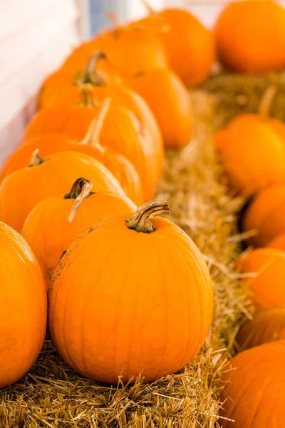 Parche de calabaza — Foto de Stock