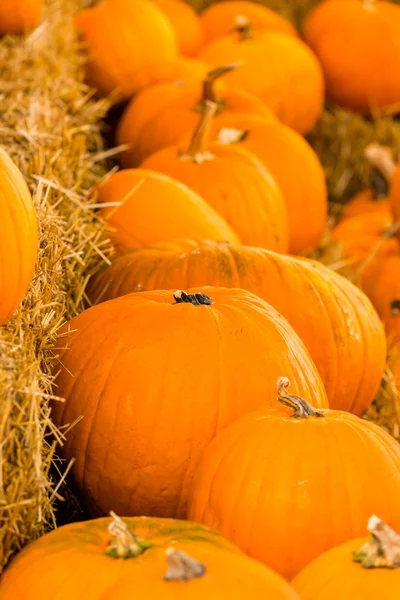 Parche de calabaza —  Fotos de Stock