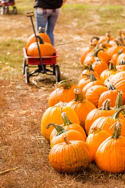 Pumpkin patch — Stockfoto