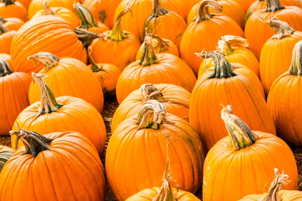 Pumpkin patch — Stock Photo, Image