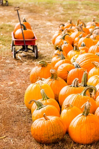 Parche de calabaza —  Fotos de Stock