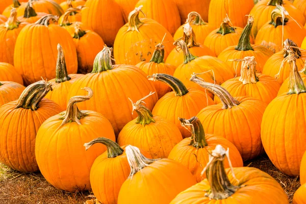 Pumpkin patch — Stockfoto