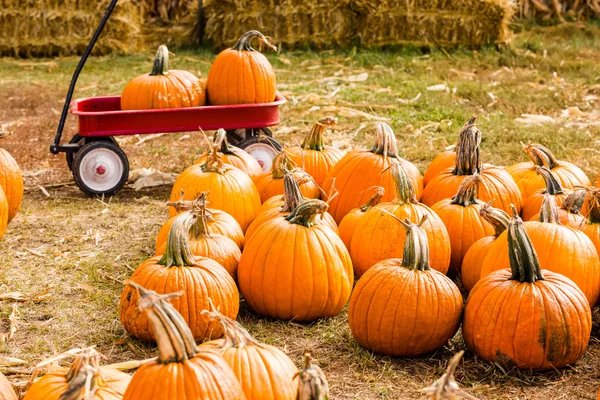 Parche de calabaza —  Fotos de Stock