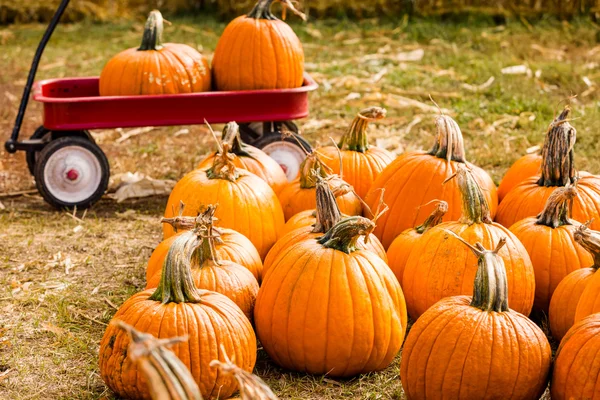 Parche de calabaza —  Fotos de Stock