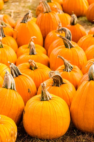 Parche de calabaza —  Fotos de Stock