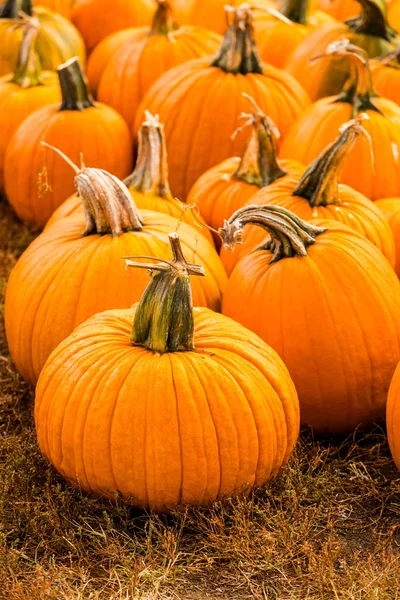 Pumpkin patch — Stockfoto